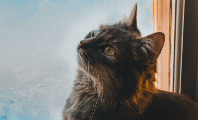 Comment nettoyer du pipi de chat sur un canapé ? – Mes Astuces Faciles