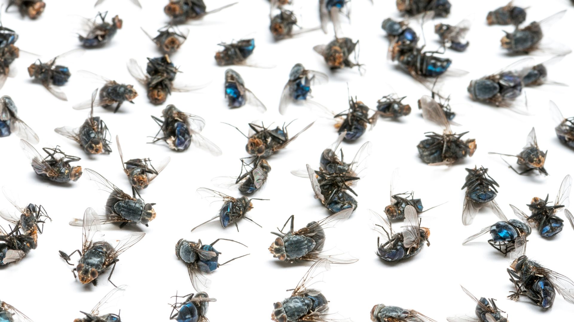 3 astuces pour lutter contre les mouches - Mes Astuces Faciles