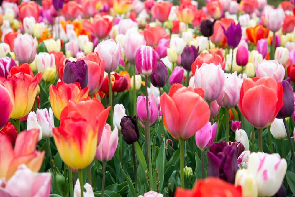 8 fleurs qui poussent au mois de Mai Mes Astuces Faciles