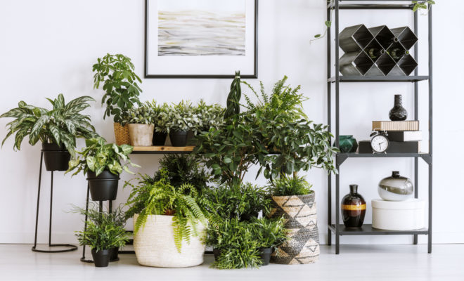 4 astuces pour prendre soin de ses plantes quand on s'absente  Mes