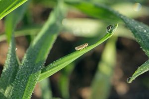 insectes nuisibles